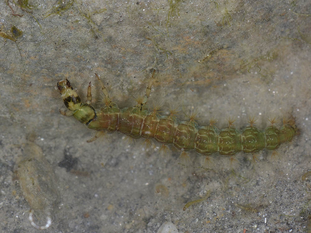 Piccolo mostriciattolo verde: larva di Rhyacophila sp.